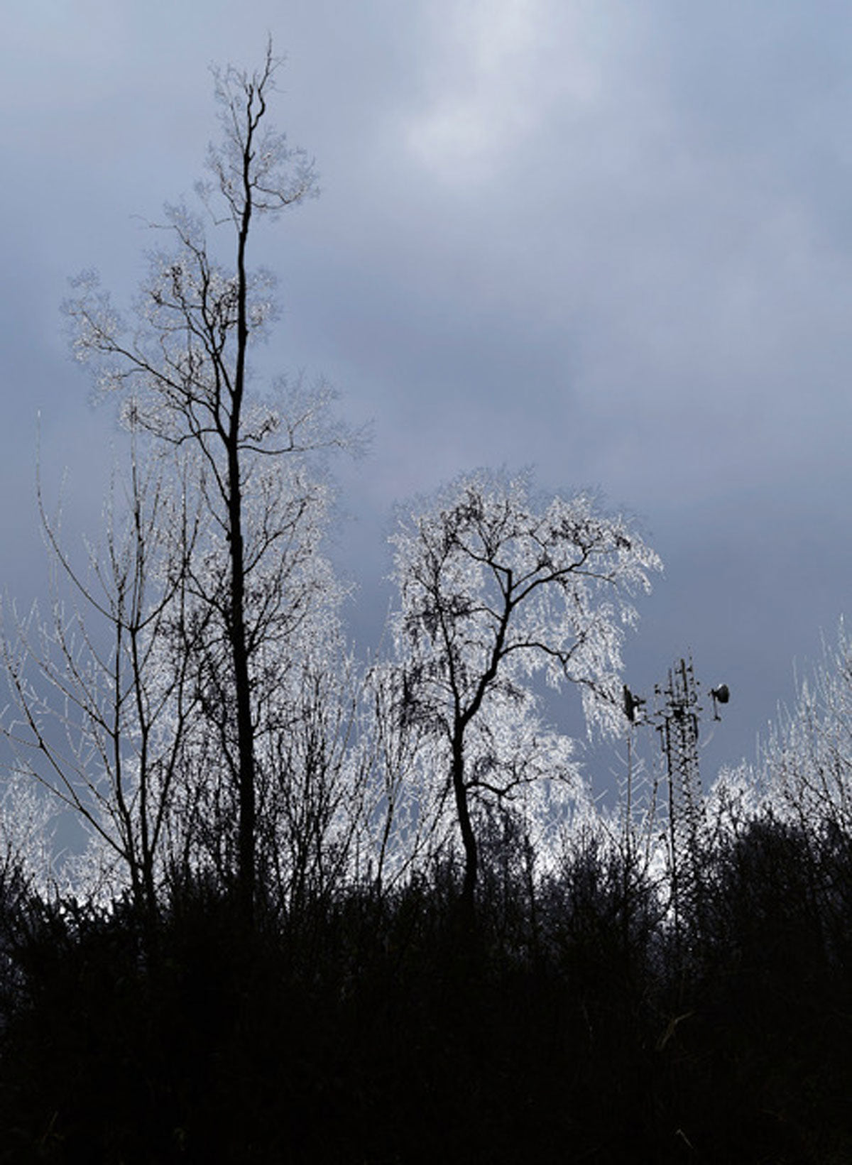 Summer Exhibition, To Be a Tree