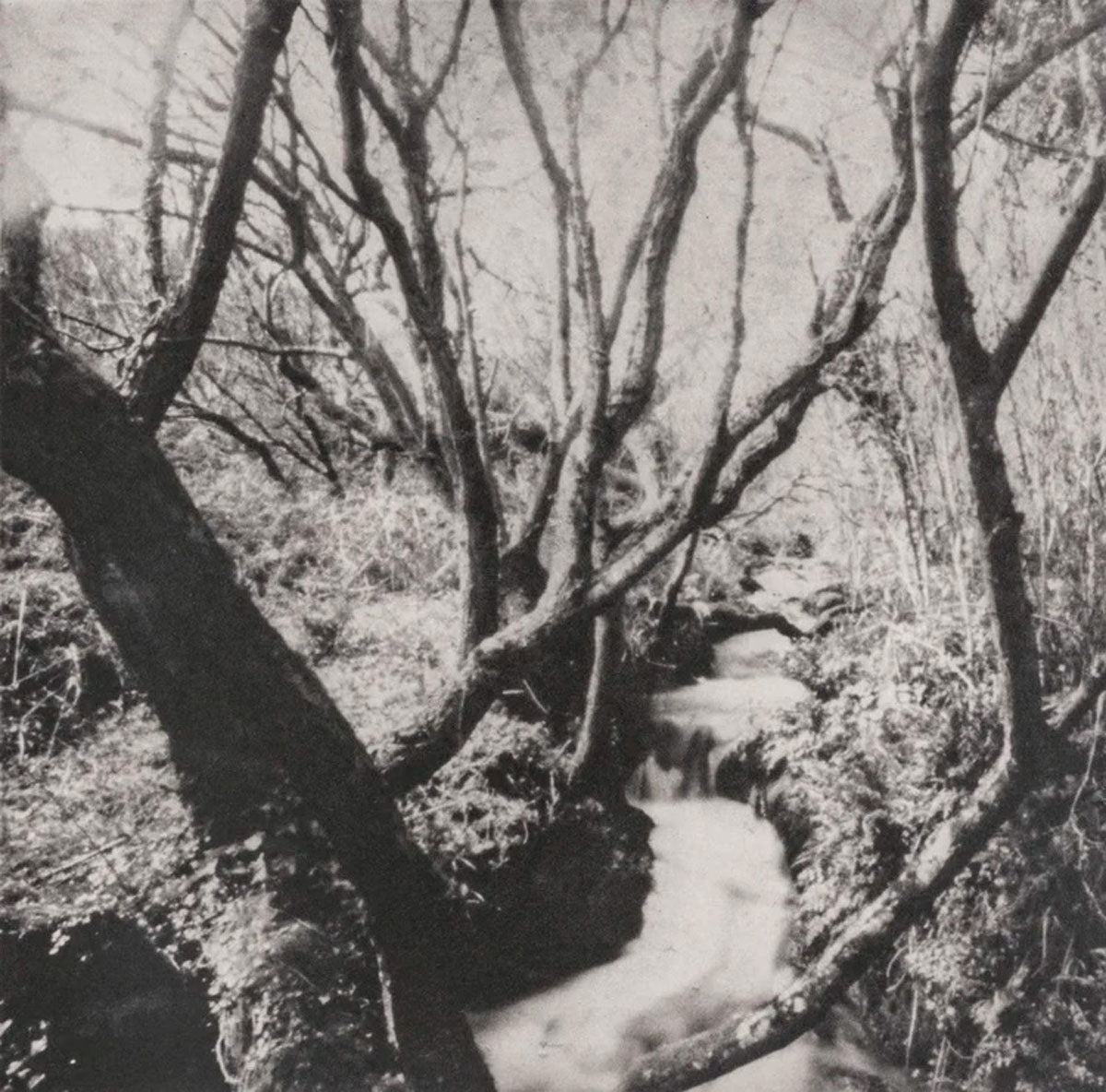 Summer Exhibition, Woodland Gothic