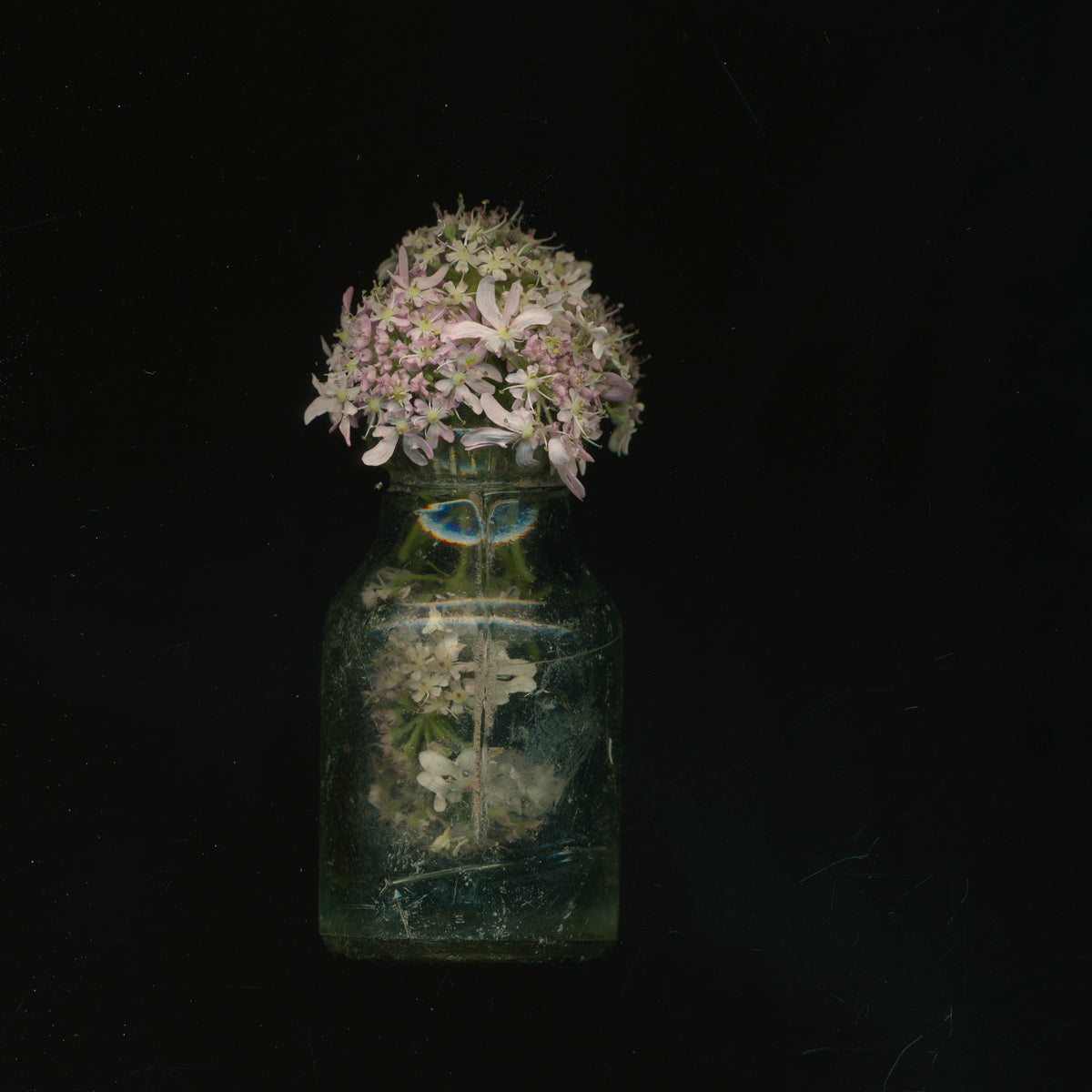 Toril Brancher, Cowparsley 17-7