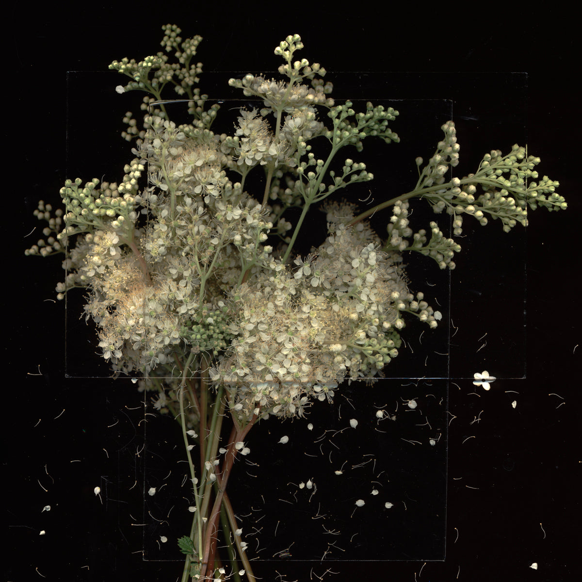 Hedgerow 4 by Toril Brancher