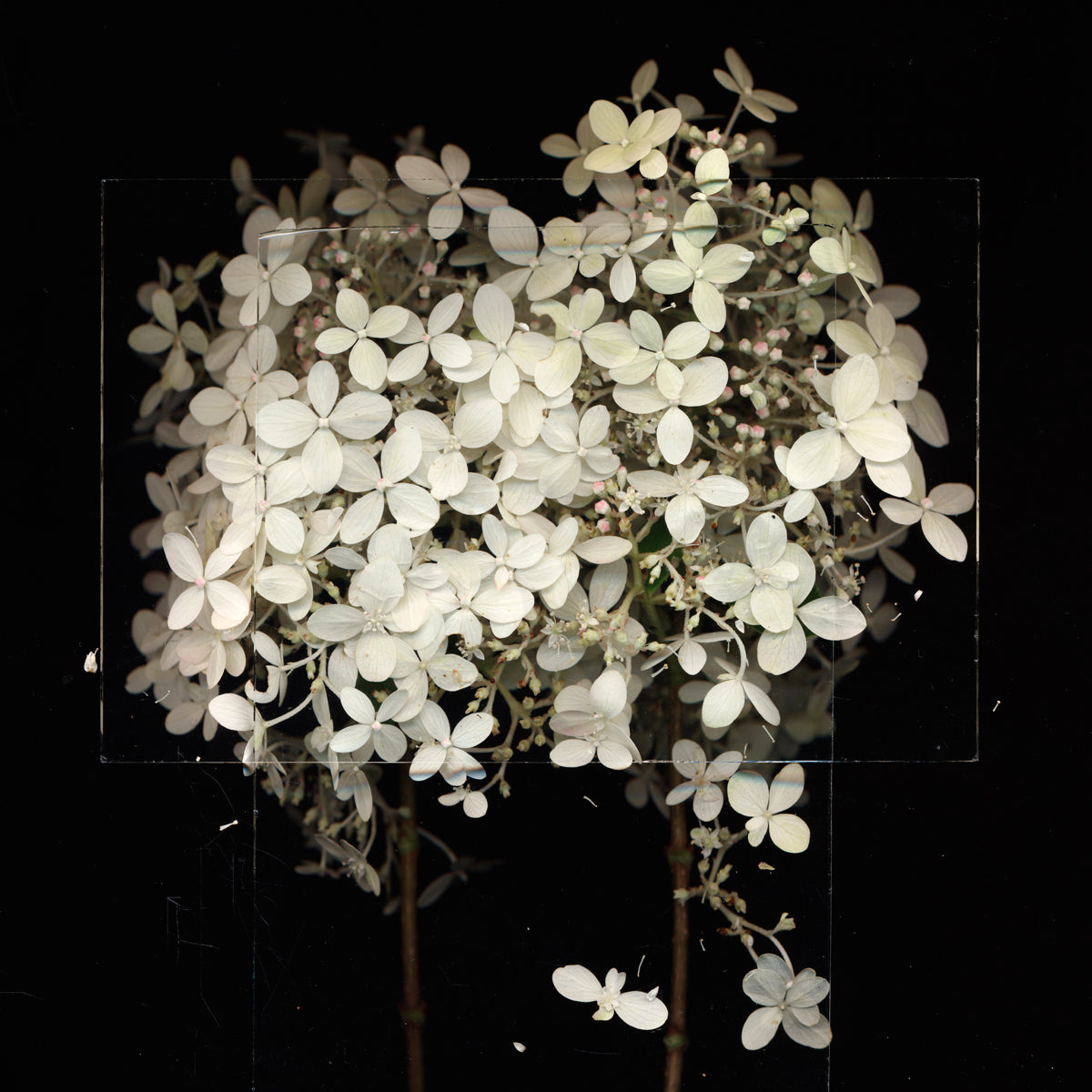 Toril Brancher, Hydrangea 7