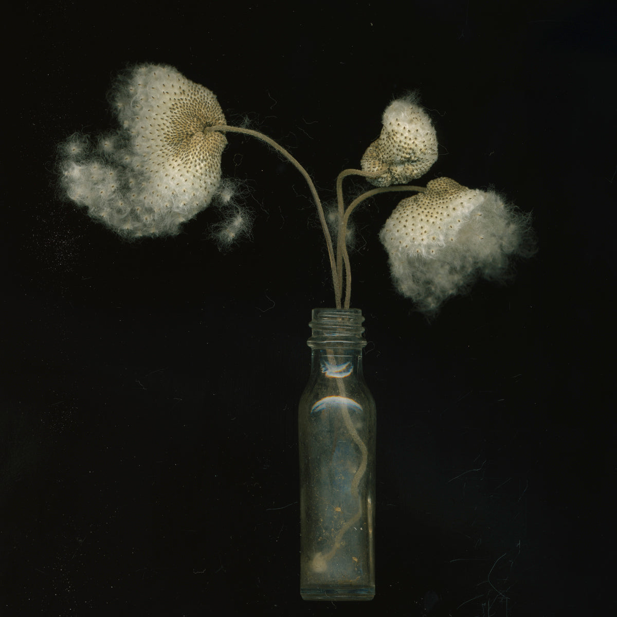 Toril Brancher, Japanese Anemone Seeds 18-1
