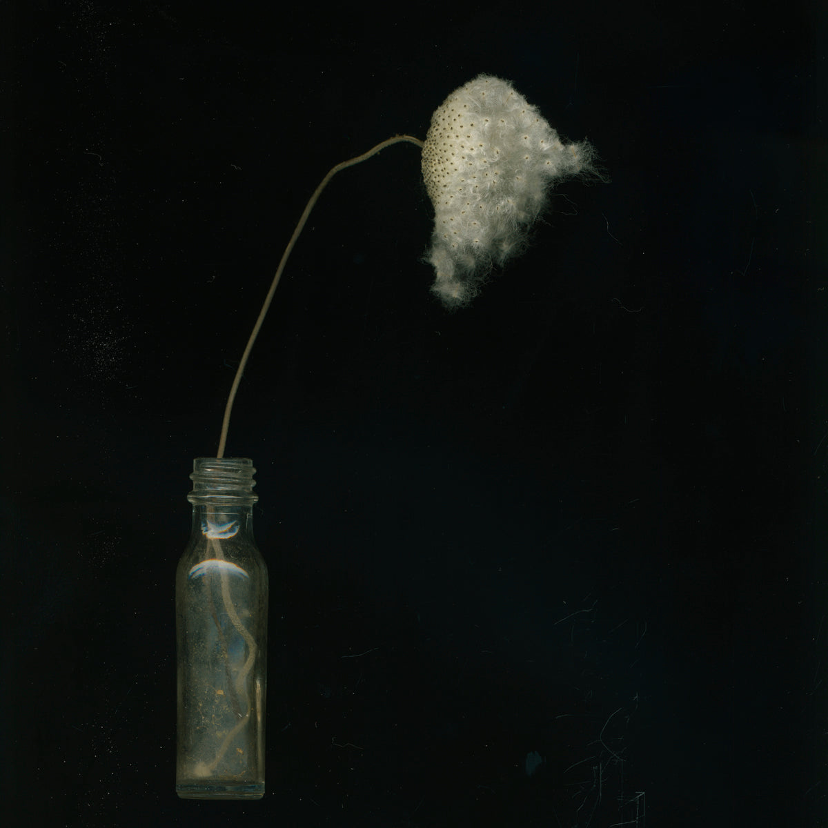 Toril Brancher, Japanese Anemone Seeds 18-3