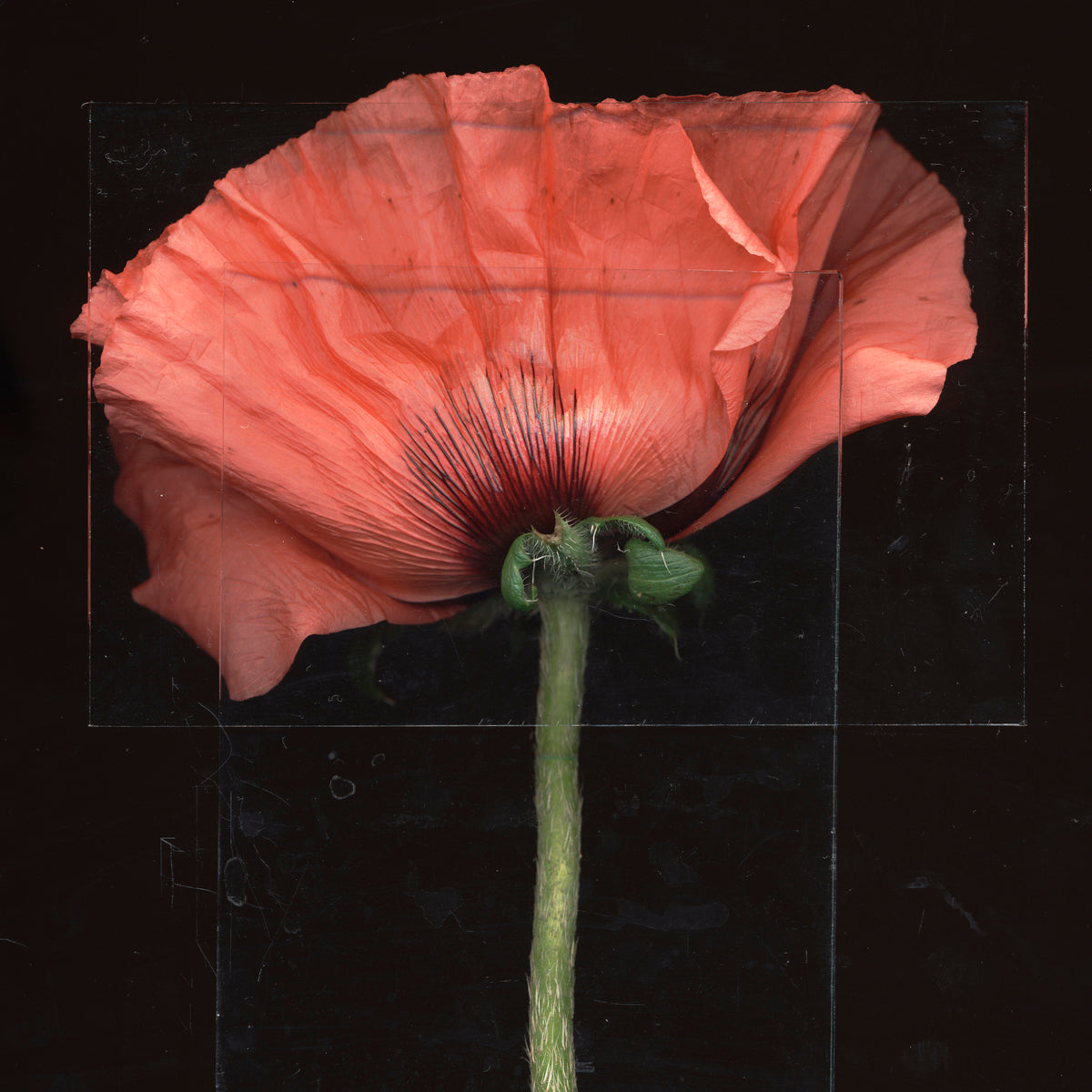 Toril Brancher, Poppy 2-3
