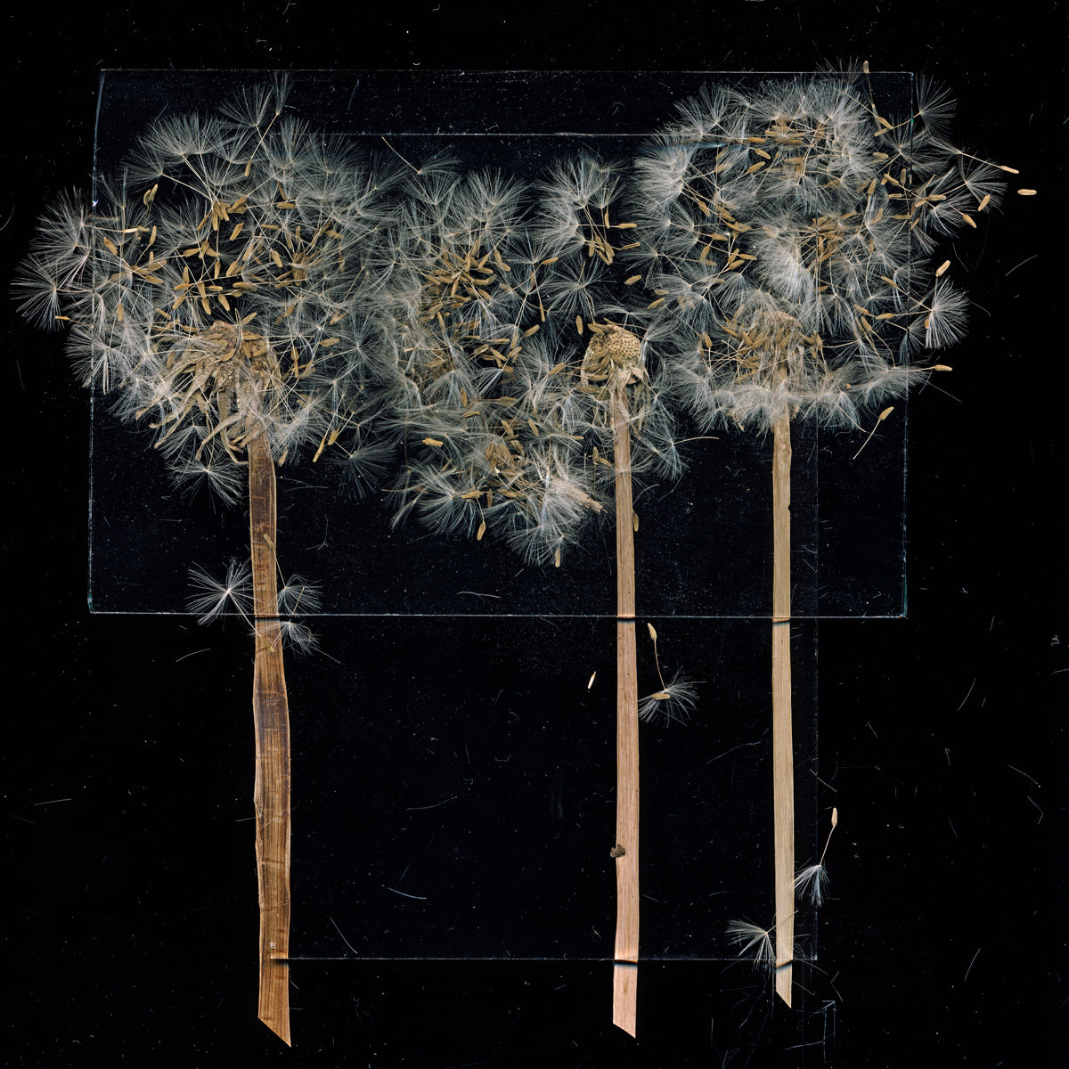 Toril Brancher, Pressed Dandelions 10-20