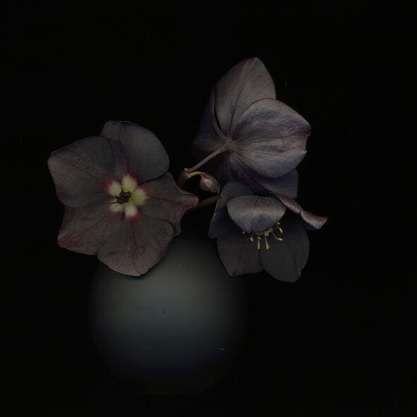 Black Hellabore