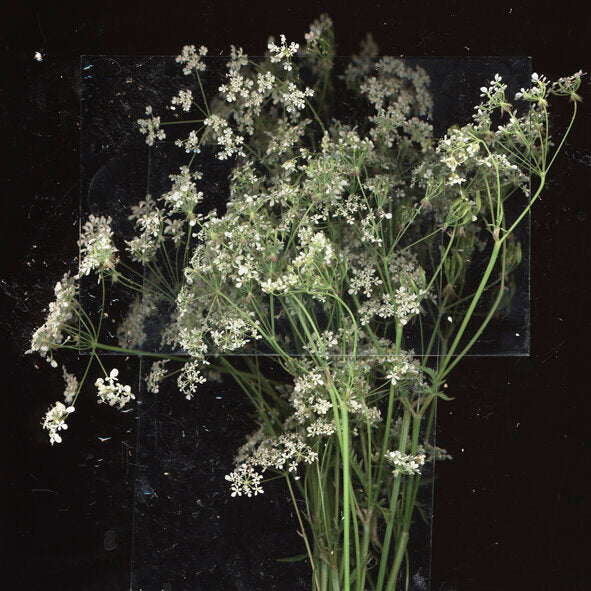 Cow Parsley 3
