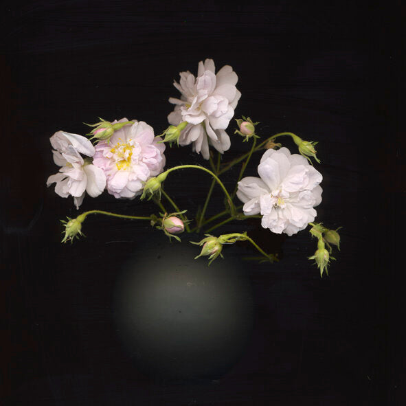 Himalayan Musk
