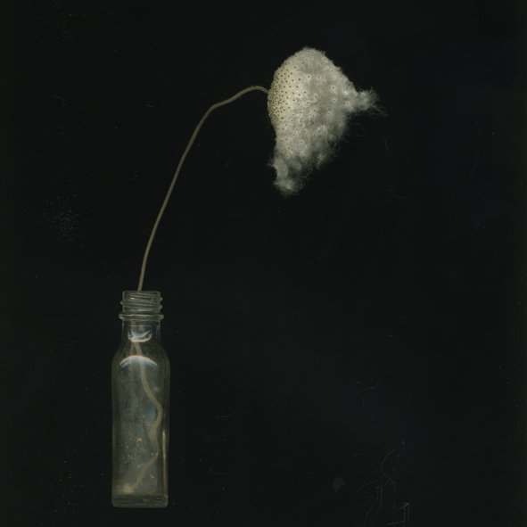 Japanese Anenome Seeds