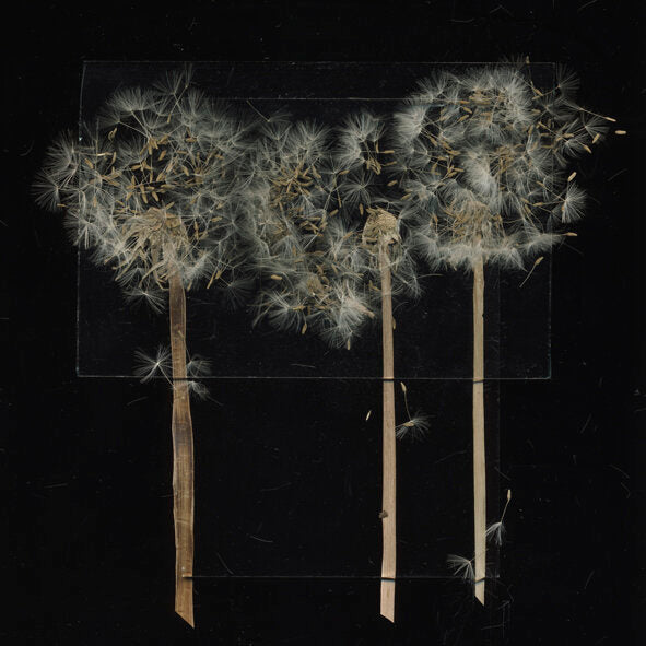 Pressed Dandelion