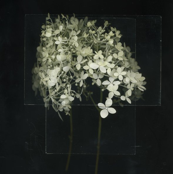 Two Hydrangeas