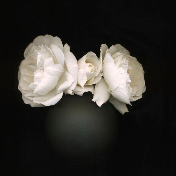 Wall Rose