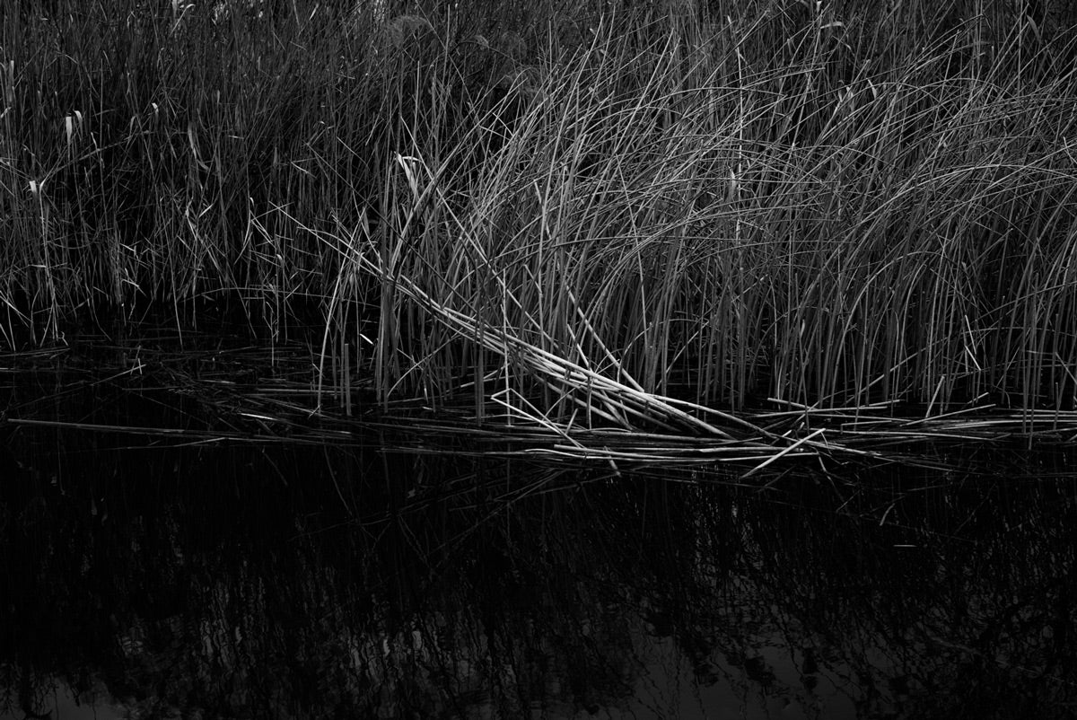 Nik Taylor, Wicken Fen 3 - edition 1 of 5