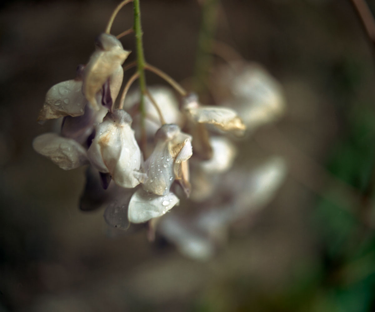 Toril Brancher photographs for sale