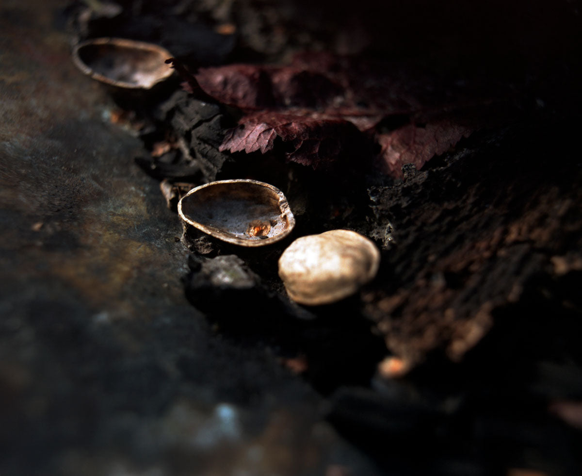 Fire Pit